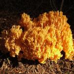 Funghi, funghi e ancora funghi